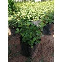 ราคา ต้นคลาสซูล่า​ ดูดทรัพย์​ หรือต้นไม้สวรรค์​(ถุงเล็ก)​ (13719490496)