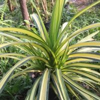 ราคา เตยด่าง/เตยทอง ไม้ประดับ (4717364002)