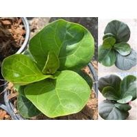 ราคา ไทรใบสัก ต้นไทรใบสัก ต้นไม้ฟอกอากาศ ปลูกในกระถาง 8" ส่งทั้งกระถาง (6649366701)