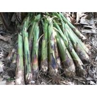 ราคา หน่อพันธุ์กล้วยน้ำว้า 3 หน่อ (12059423616)