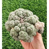 ราคา พร้อมส่งแคคตัสแอสโตรไฟตั้ม แอสทีเรียส‘ก็อซซิลล่า’ ต้นใหญ่แม่พันธุ์ ติดหน่อ หายาก‼️Astrophytum asterias Godzilla (16890697255)