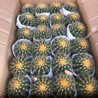 ราคา [ยกลัง] Cactus ถังทอง ขนาด 10 ซม กระบองเพชร แคคตัส (5467734021)
