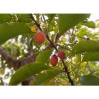 ราคา เมล็ดพันธ์ุ ต้นพิกุล เมล็ดพิกุล เมล็ดต้นพิกุล ไม้มงคลลักษณะดอกสีขาวและมีกลิ่นหอมมาก ๆ (20670689206)