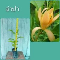 ราคา ต้นจำปา ไม้ไทยดอกหอม (6661957644)
