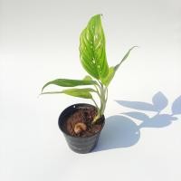 ราคา ต้นสาวน้อยประแป้ง ส่งพร้อมกระถาง (11768972946)