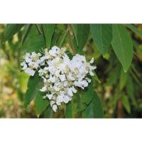 ราคา ต้นพันธุ์ ตะแบกดอกขาว ตะแบกขาว ถุงดำพร้อมปลูก 49บาท เสลาหัวหมด ลักษณะเด่นคือมีดอกสีขาว (29241951404)