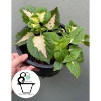 ราคา ต้นฤาษีผสม (COLEUS) (20579566221)