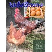 ราคา ไข่เชื้อโร๊ดไอส์แลนด์เรด (โร๊ดแดง) พ่อพันธุ์1:แม่พันธุ์1 (41314157918)