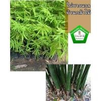 ราคา ไผ่ซางนวล เพาะเมล็ดแท้ 100% โตไว ราคาถูก ระหว่างขนส่งสินค้าเสียหาย ทางร้านรับผิดชอบทุกรณีจ้า (13126304795)