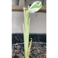 ราคา สาคูด่าง #ต้นสาคูด่างลายฟลอริดา น้องทีตำหนิไม่มีใบ รอน้องแตกยอด ใบใหม่ “ขอคนรับได้✖️ไม่งอเเงนะคะ (8085254129)