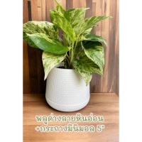 ราคา พลูด่างลายหินอ่อน+กระถางมินิมอล5"สีขาว ตั้งโต๊ะทำงาน ห้องนอน ฟอกอากาศ (22348228190)