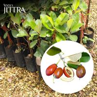 ราคา จิตตรา ต้นพันธุ์ละมุดสีดา เสียบยอดสูง 50-70 ซม. โตไวให้ผลเร็ว พร้อมส่ง เคลมฟรี ต้นพันธุ์ผลไม้ (40964191345)