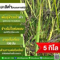 ราคา เมล็ดพันธุ์​ข้าว ข้าวเจ้า มะลิดำ กข.83 หนองคาย 62 นาปี นาปรัง ไม่ไวแสง หอมนุ่ม 5 กก. คูลเกษตร KR39 (43554967383)