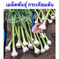 ราคา เมล็ดพันธุ์ กระเทียมต้น 200 เมล็ด American Flag's Leek เมล็ดพันธุ์แท้100%นำเข้าจากต่างประเทศ ปลูกผัก สวนครัว เพาะง่าย (42867895748)