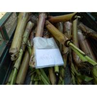 ราคา หน่อกล้วยใข่ หน่อกล้วยไข่ หน่อกล้วยใข่กำแพงเพชร สวนผมอยู่กำแพงเพชรครับ กล่องละ 4 หน่อ ขุดใหม่ไม่ใช่หน่อชำถุง (3934037916)