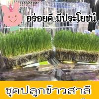 ราคา SMART GRASS (Organic) ชุดปลูกข้าวสาลีอ่อน ปลอดสารพิษ ข้าสาลี กระต่าย แก๊สบี้ หมา แมว (18077817014)