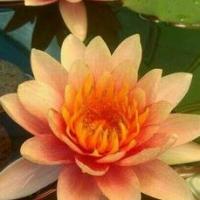 ราคา 5 เมล็ด เมล็ดบัว สีส้ม ดอกสวย กลีบงาม สายพันธุ์เมล็ดบัว ดอกบัว Lotus seeds (7093936855)