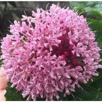 ราคา ต้น นางแย้มจีน Clerodendrum bungei นางแย้มฮาวาย ติดดอก ดอกสีชมพู สวย กลิ่นหอม (25958274416)