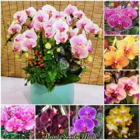 ราคา 50SEEDS เมล็ดกล้วยไม้ฟาแลนนอปซิส ฟาแลนนอปซิส Phalaenopsis Orchid Seeds พันธุ์ดอกไม้ ต้นไม้มงคลง่ายต่อการปลูก (51251535224)