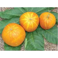 ราคา เมล็ดแตงไทยลูกกลม 2 กรัม 12 บาท (7731558061)