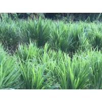 ราคา ท่อนพันธุ์หญ้าหวานอิสราเอล (16885588417)