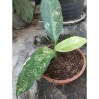 ราคา ไม้มงคลเศรษฐีวินสันใบด่าง (21863856452)