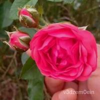 ราคา เมล็ด พุ่มไม้ข้าวโพดไม้ขอบกุหลาบสีทอง50ชิ้นการออกข้าวโพดหลายปี ข้าวโพด (23735341006)