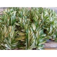 ราคา หญ้าไทเปด่าง ถูกที่สุด (22352709710)