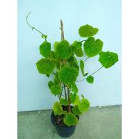 ราคา ต้นสร้อยอินทนิล ต้นไม้เลื้อย รากเดินแล้ว กระถาง 8 นิ้ว พร้อมปลูก ต้นไม้วินเทจ (7593828008)