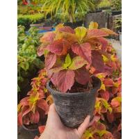 ราคา ฤษีผสม,ฤาษีผสม,ฤษีผสมสวยๆ (18960445178)