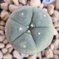 ราคา LF 47 Lophophora Fricii โลโฟโฟรา ฟริซิไอ(ไม้เมล็ด) เต้านูนใหญ่ 5 พู ผิวเคลือบแวกซ์สวย (21104762995)