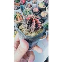 ราคา ยิมโนมิฮาโน ไม้เมล็ด (14322646798)