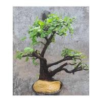 ราคา ตะโกต้นสูง 60 ซม. ระยะพุ่ม 60 ซม. (21685801493)