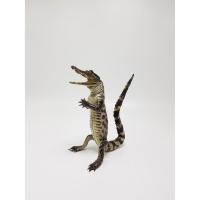 ราคา โมเดล จระเข้สต๊าฟ (1684254365)