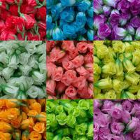 ราคา กุหลาบวา กุหลาบตูม หัวดอกกุหลาบตูม (28969814586)