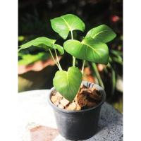 ราคา ต้นเสน่ห์จันทร์ขาว#เสริมเสน่ห์#ไม้มงคล#กระถางขนาด8นิ้ว (6502487301)