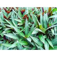 ราคา ว่านกาบหอย ว่านกาบหอยเล็ก (10723102647)