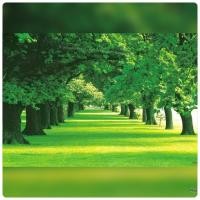 ราคา ขนาด 100x150 cm. รูปภาพ ต้นไม้สีเขียว ซากุระ ต้นไผ่ ต้นไม้สีเหลืองเกาหลี โปสเตอร์ ไม่มีกาวในตัว ไม่ใช่สติ๊กเกอร์ (16268785919)