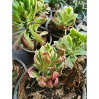 ราคา ต้นพญานาคราชพันธุ์ด่างต้นละ​ 69 บาท (4145090759)