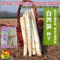 ราคา หน่อไม้ฝรั่งขาว เมล็ดหน่อไม้ฝรั่ง (10เมล็ด/ซอง) White Asparagus Seeds Sweet Mary Washington Asparagus Seeds Vegetable (26780502658)