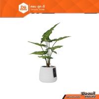 ราคา ต้นไม้เทียม ต้นเงินไหลมา 50 ซม. พร้อมกระถาง |EA| (23457261043)