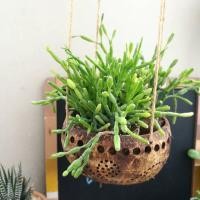 ราคา กระถางแขวนต้นไม้จากกะลามะพร้าว (4333160734)