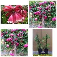 ราคา (1ต้น) (ขาย ต้นพันธุ์) ต้น ดอก แพรชมพู เป็นไม้เลื้อย ไม้โบราณ เบนซ์ (7563110522)