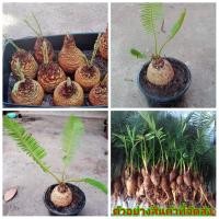 ราคา (ขาย หัวพันธุ์) ต้น หัว เหง้า ต้นปรง ต้นปลง หัวปรง หัวปลง ปรง ปลง วิทย์ (8903883431)