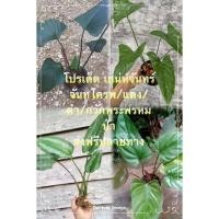 ราคา โปรเสน่ห์จันทร์จันทโครพ/เสน่ห์จันทร์แดง/เสน่ห์จันทร์ดำ/กวักพระพรหม (14749349229)