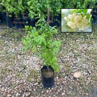 ราคา โมกพวง ต้นโมกพวง ไม้พุ่มเตี้ยขนาดเล็ก มีดอกสวย ปลูกประดับทำรั่วได้ (รับประกัน ส่งใหม่ฟรี หากสินค้าเเสียหาย!!) (42271026936)