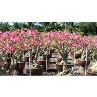 ราคา ต้นชวนชม ดอกชวนชม ชวนชม ดอกไม้ประดับ ต้นไม้ฟอกอากาศ (23513736232)