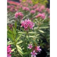 ราคา ต้นยี่โถ(สีชมพู)ในกระถาง (41757163202)