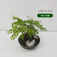 ราคา ต้นเกล็ดปลาหมอ ทำบอนไซ (4887521159)