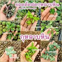 ราคา กุหลาบหิน ยอดกุหลาบหินตัดสด กุหลาบหินราคาถูก กุหลาบหินสำหรับมือใหม่ succulent (11502923033)